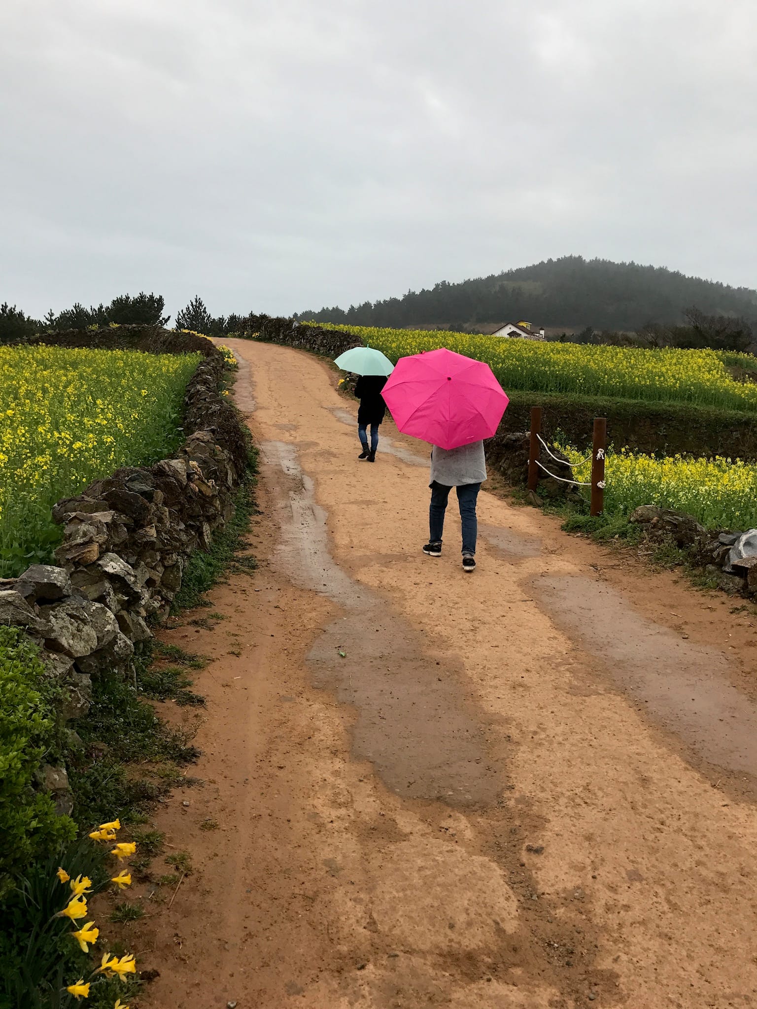 청산도 서편제길